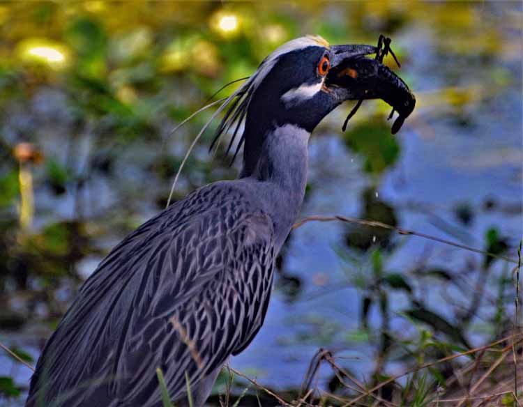 bird eating crawdad